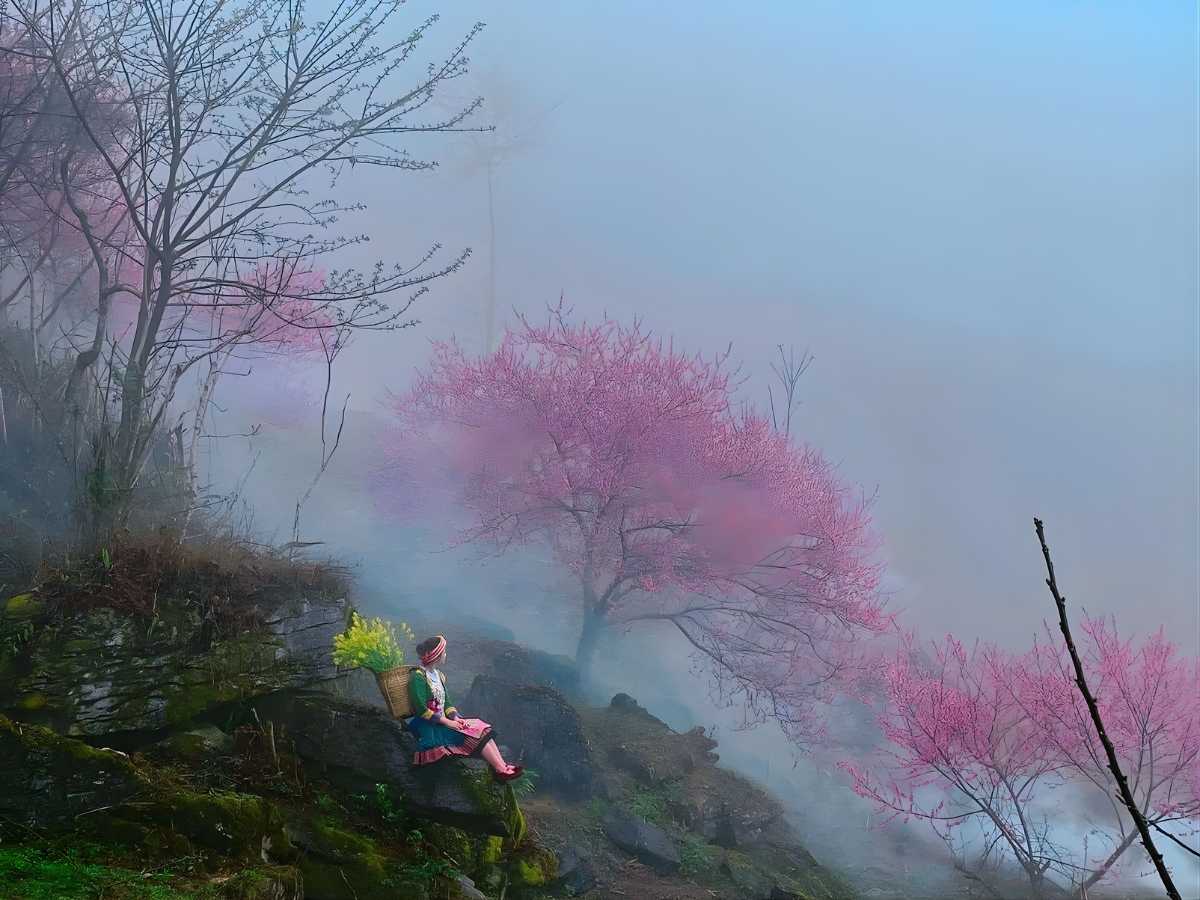 Hoa anh đào ở Sa Pa được trồng tại nhiều khu vực khác nhau tạo nên sắc hồng nổi bật giữa thiên nhiên núi rừng Tây Bắc hùng vĩ. 