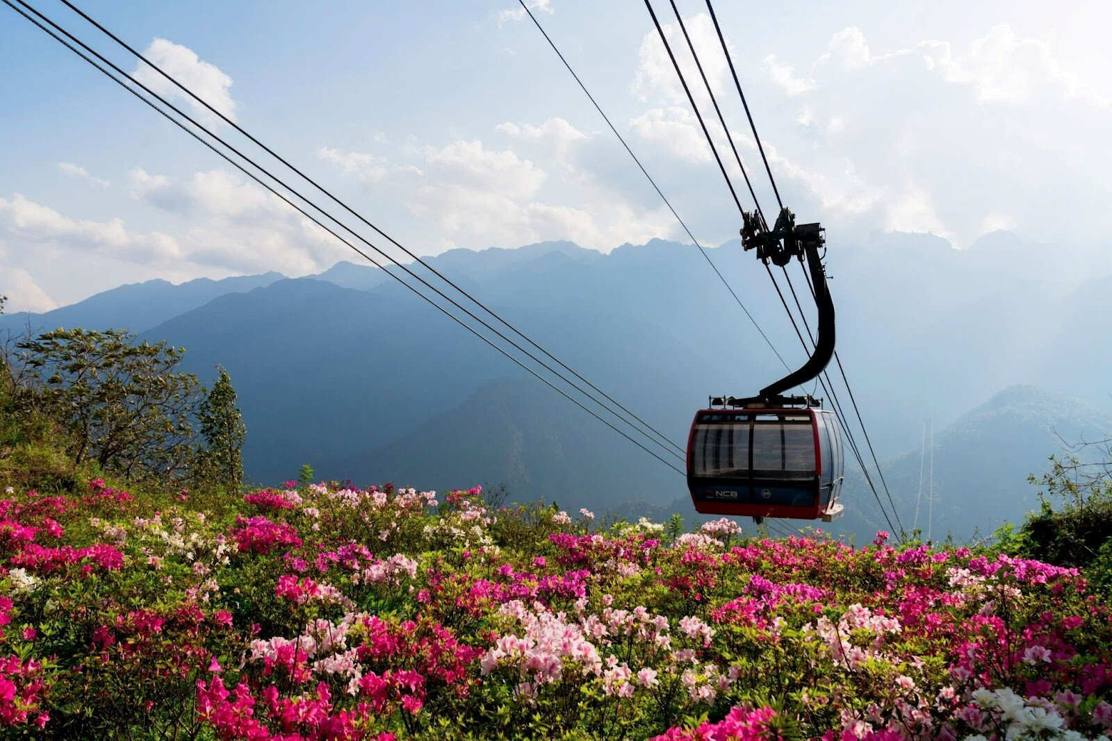 Du khách có thể trải nghiệm cáp treo Fansipan để ngắm hoa đỗ quyên từ trên cao 