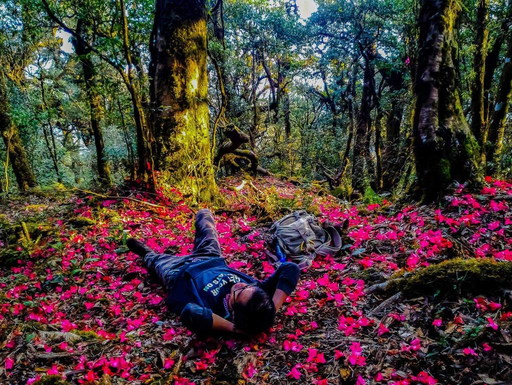 Trải nghiệm trekking Pu Ta Leng mùa hoa đỗ quyên là kỉ niệm đáng nhớ với nhiều du khách