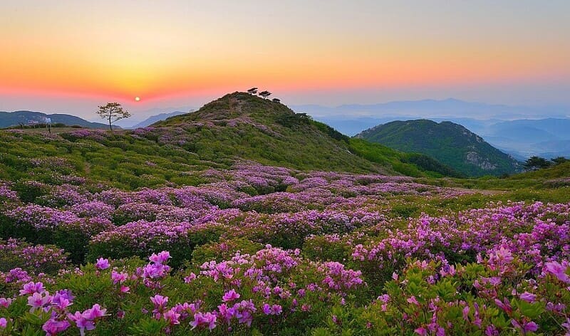 Hoa đỗ quyên rừng nở rực rỡ khắp núi đồi Tây bắc