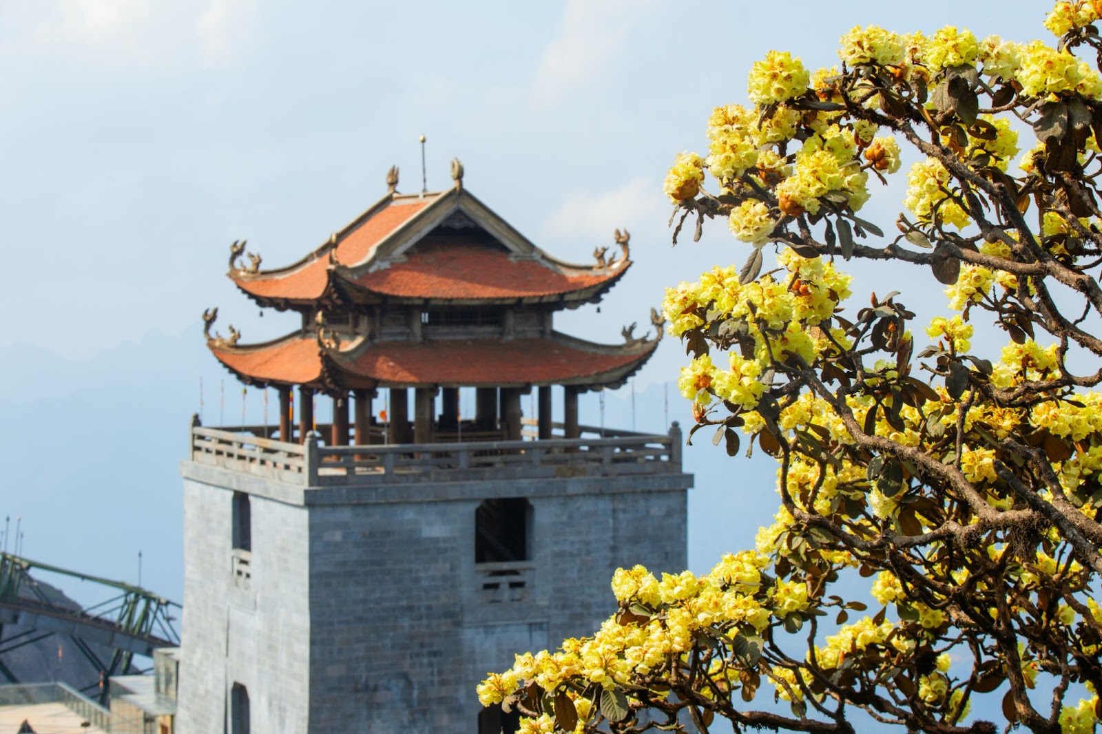 Hoa đỗ quyên rừng nở nhiều dọc theo dãy Hoàng Liên Sơn, trong đó có đỉnh Fansipan.&nbsp;