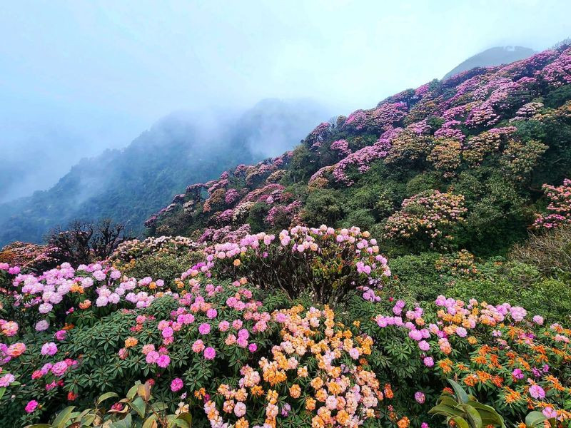 Một điểm thú vị của Ky Quan San là du khách có thể kết hợp săn hoa đỗ quyên rừng Tây Bắc và săn biển mây trong cùng một hành trình.&nbsp;
