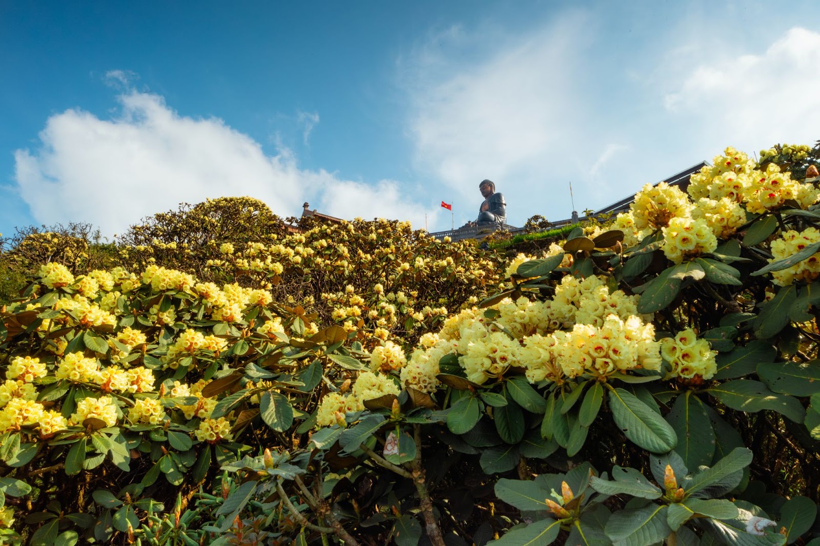 Trong số nhiều loài hoa rừng của Tây Bắc, hoa đỗ quyên rừng được xem là loài tiêu biểu nhất của hệ sinh thái núi cao.&nbsp;