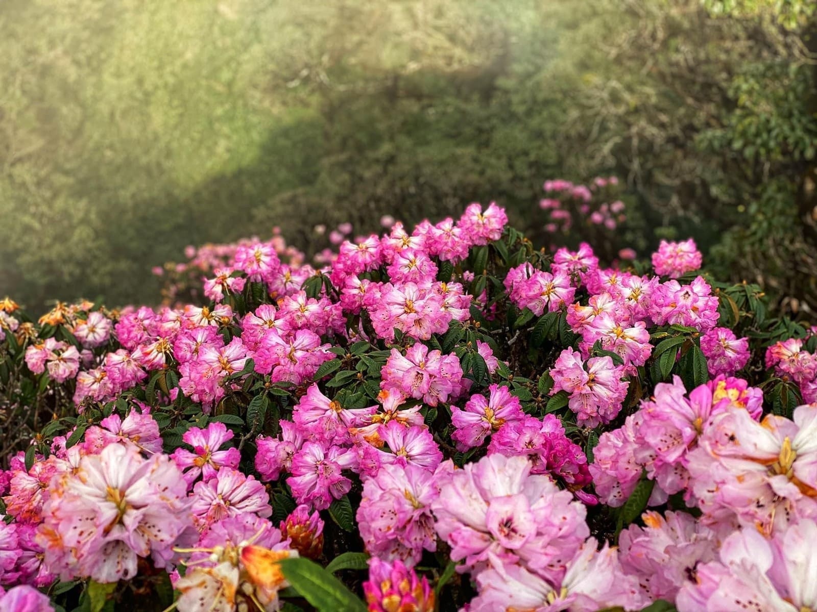 Hoa đỗ quyên Tây Bắc là điểm nhấn của mùa du xuân ở miền Bắc.