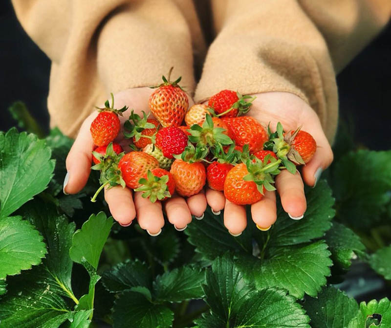 Vườn dâu Sa Pa là địa điểm nhiều du khách ghé thăm vào dịp lễ 30/4. 