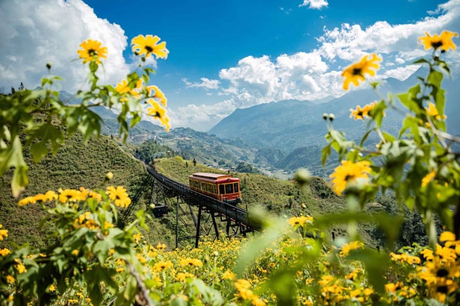 Dã quỳ trên Sa Pa nở muộn vào cuối tháng 11 và chỉ rộ nhất trong khoảng 10 đến 14 ngày. 