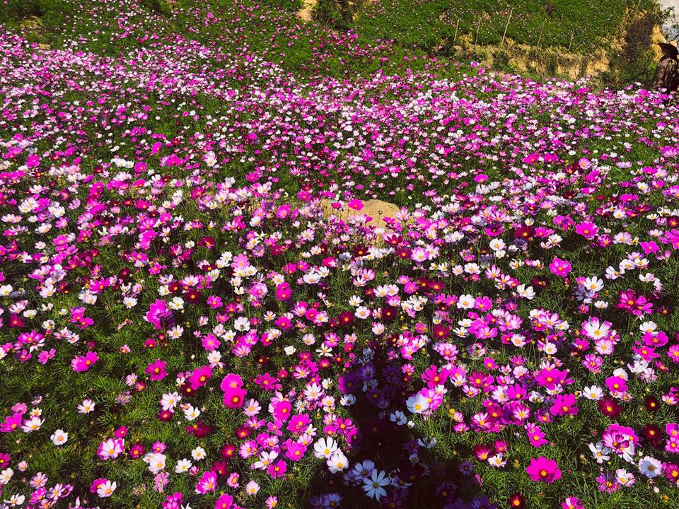 Thảm cúc cánh bướm rực rỡ một góc trời Sa Pa. 