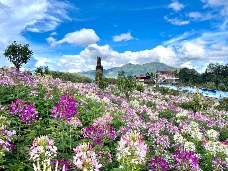 Đồi hoa đuôi công đẹp kiều diễm trên đỉnh Fansipan