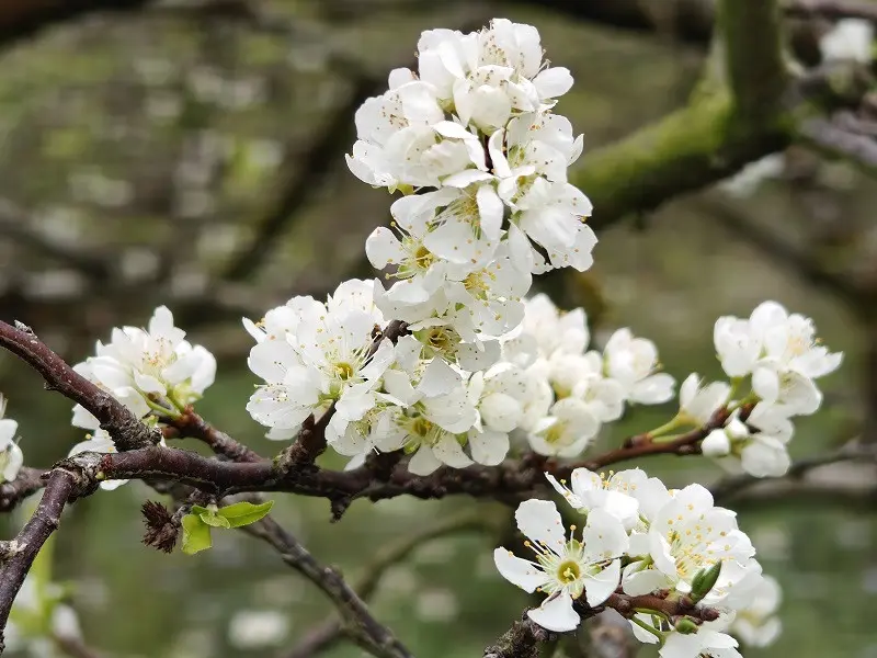 Vẻ đẹp mong manh của hoa mận Sa Pa. 