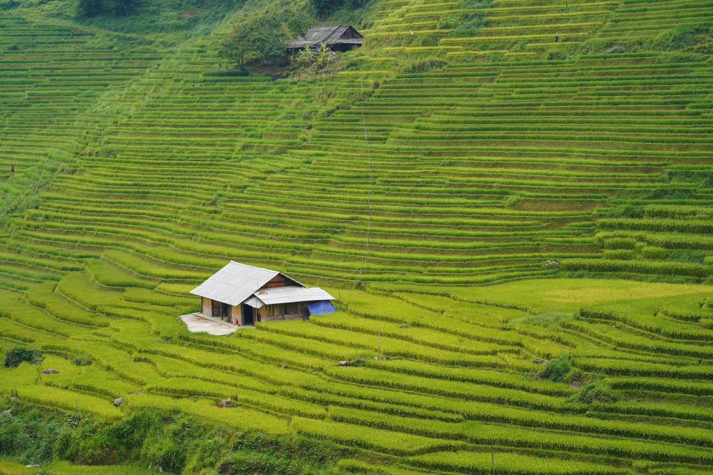 Ruộng bậc thang trù phú tại bản Tả Van.