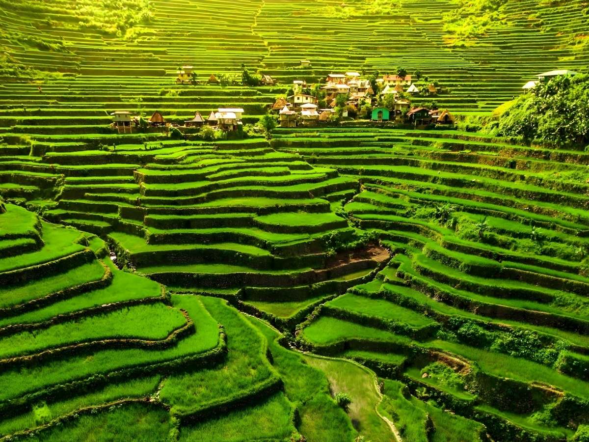 Ruộng bậc thang Sa Pa xanh mướt trải dài mềm mại giữa núi đồi.