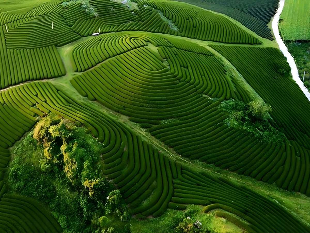 Thời tiết Tây Bắc tháng 7 ẩm ướt và mưa nhiều nên cây cối phát triển xanh rậm.