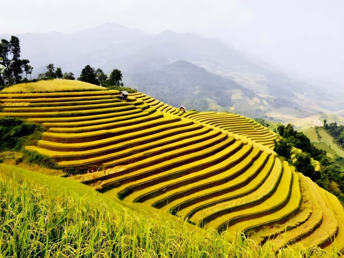 Tháng 9 là thời điểm lúa chín vàng tạo nên khung cảnh hữu tình cho vùng Tây Bắc.