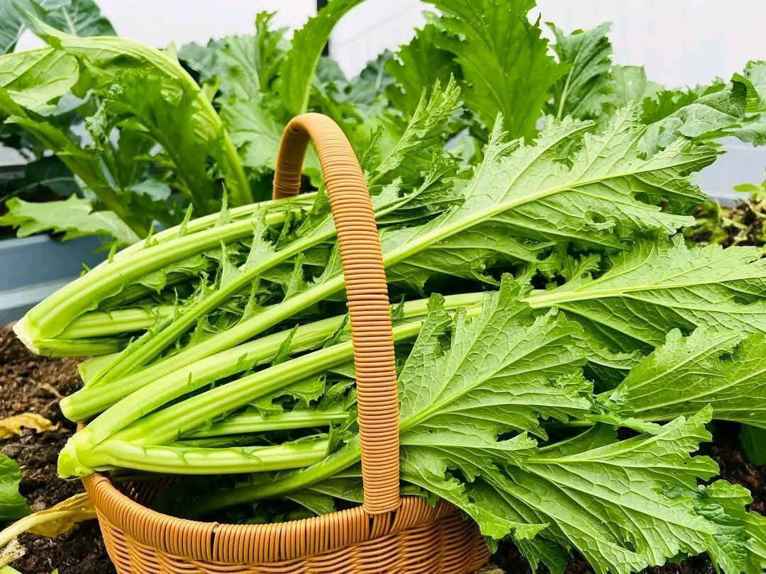Rau cải mèo Sa Pa có nhiều chất dinh dưỡng tốt cho sức khỏe