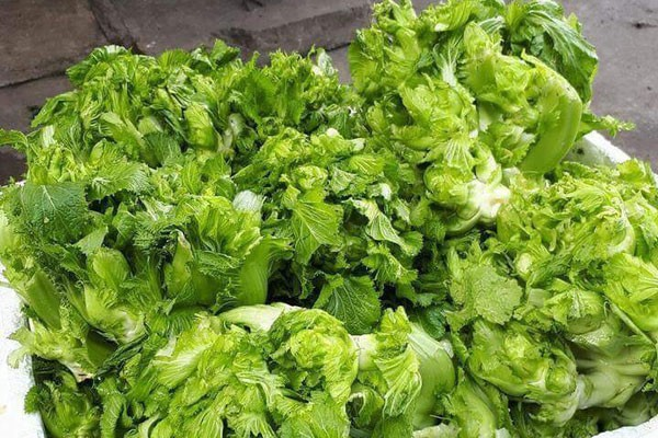 Mầm đá là loại rau đặc trưng của Sa Pa