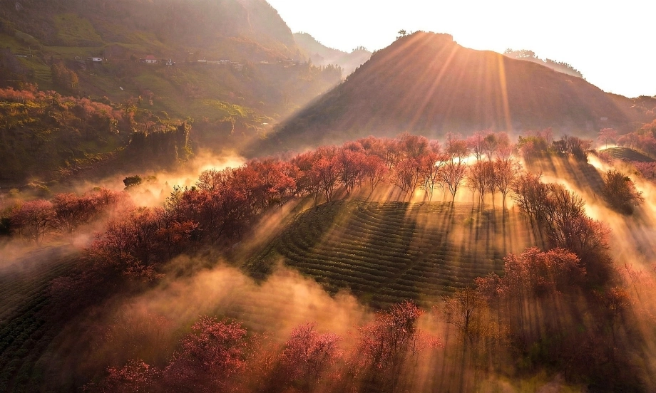 Khung cảnh thiên nhiên đẹp rực rỡ dưới ánh hoàng hôn tại đồi chè 