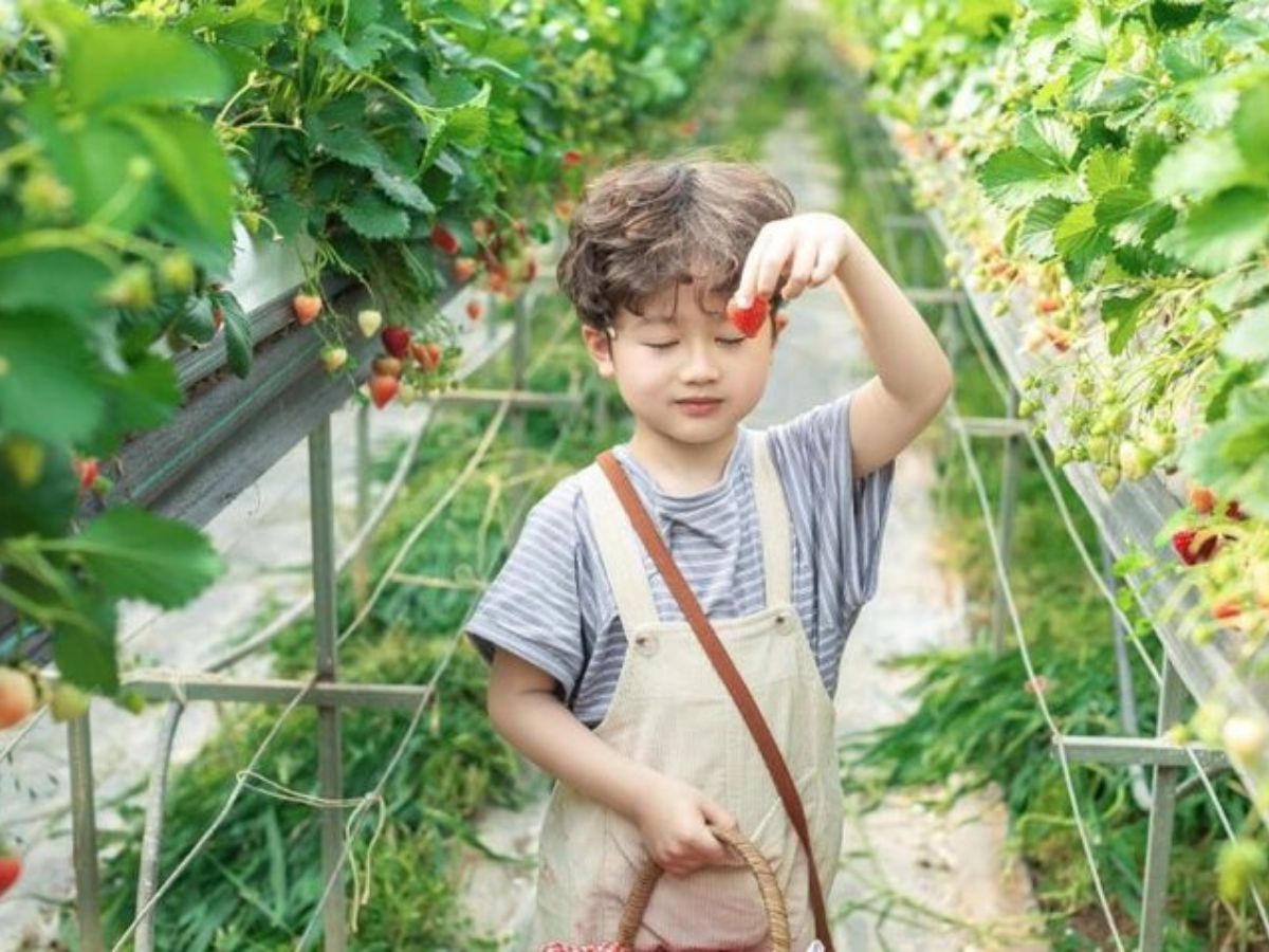 Dâu tại Cầu Mây Farm luôn đảm bảo tiêu chuẩn chất lượng.