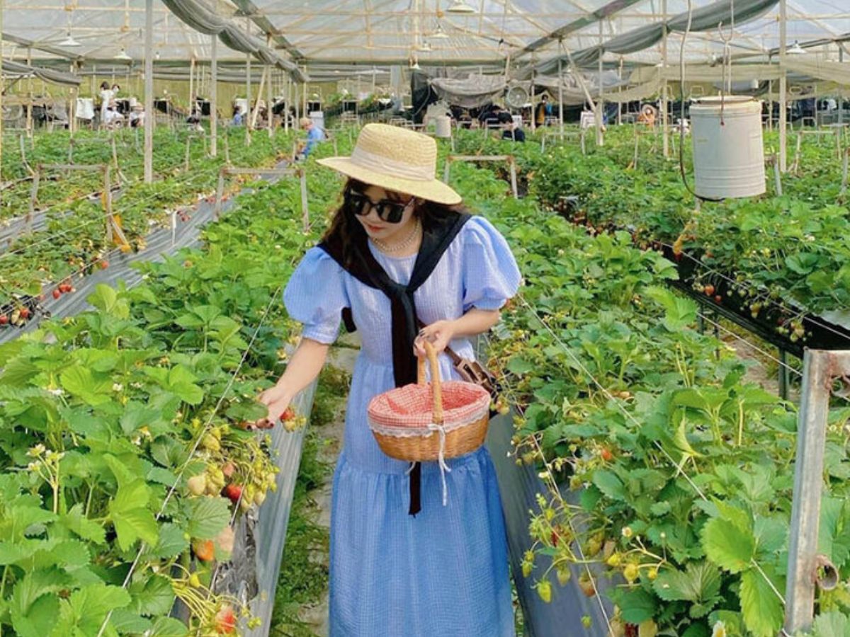 Dâu tây Sa Pa được đánh giá cao so với nhiều vùng miền Bắc