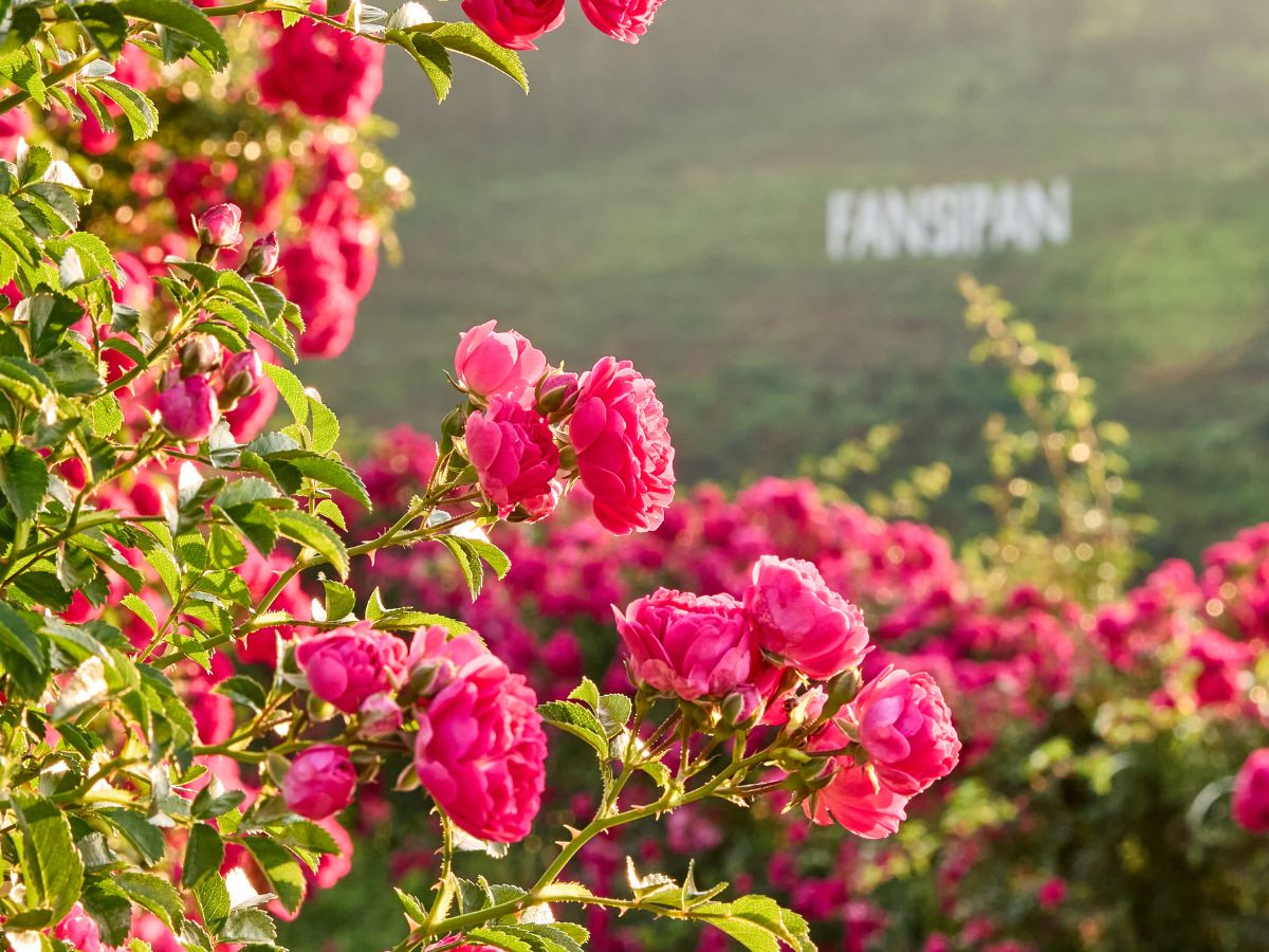 Mua vé tàu hỏa leo núi Fansipan để có chuyển đi thuận tiện và trọn vẹn.