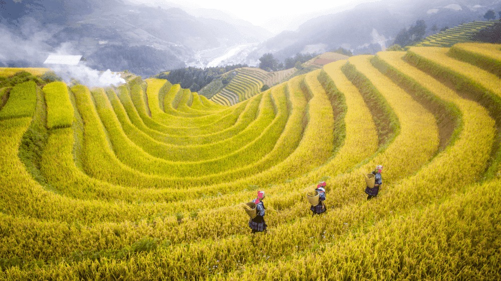 Vào mùa lúa chín cả thung lũng Mường Hoa khoác lên mình sắc vàng rực rỡ.