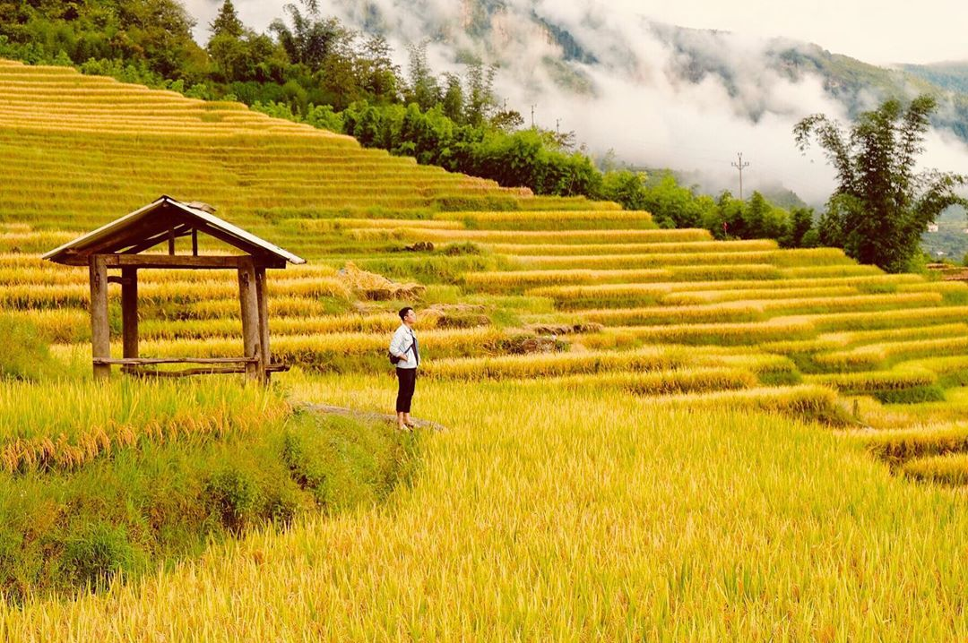 Y Tý mùa lúa chín tạo nên một khung cảnh tuyệt đẹp. 