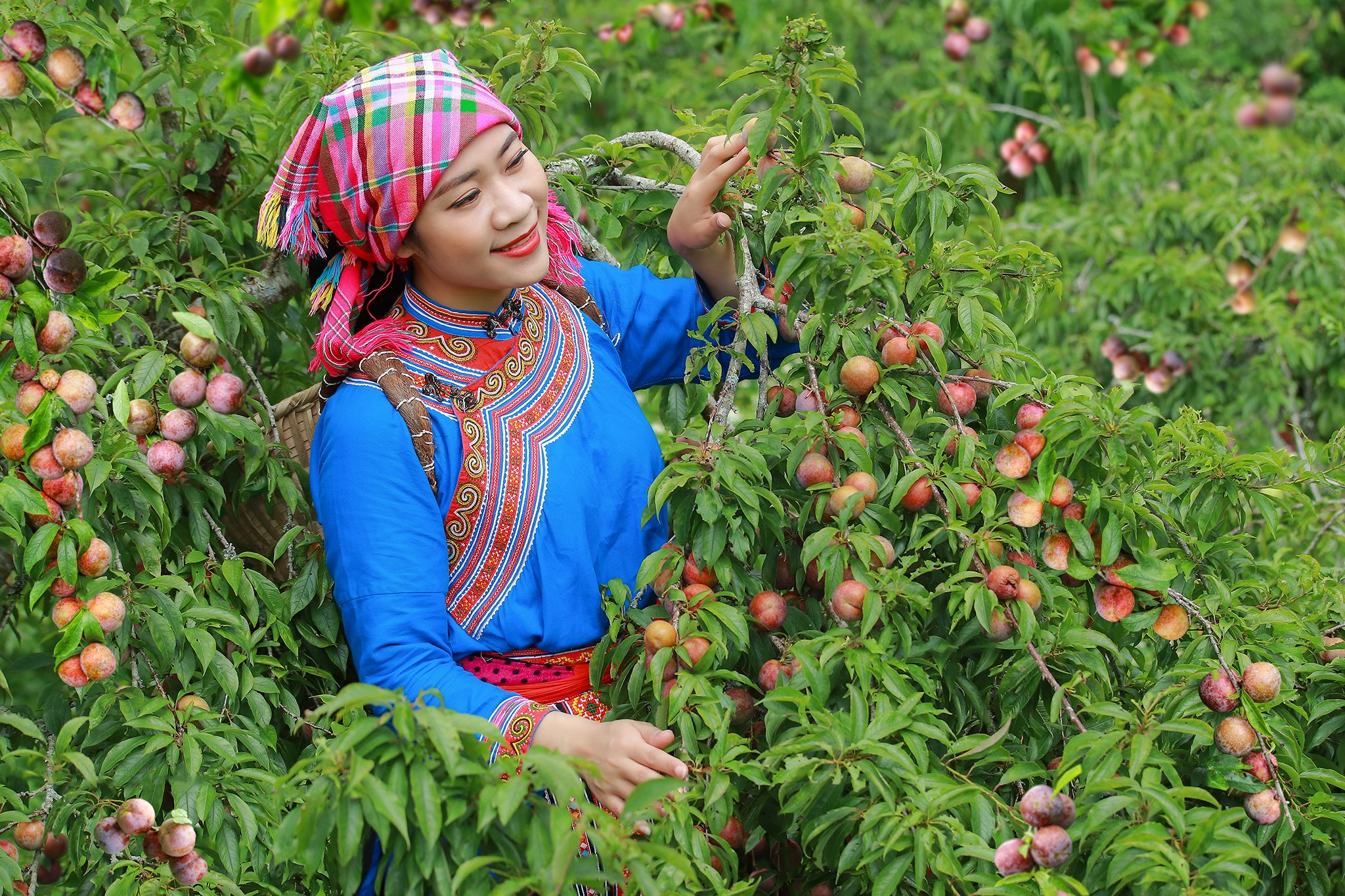 Mùa mận chín trên cao nguyên Bắc Hà.