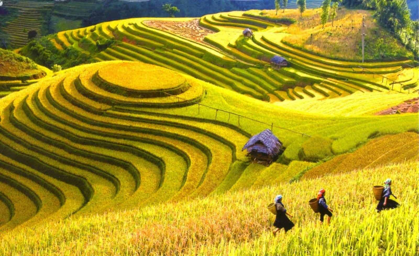 Bản Ý Linh Hồ vào mùa lúa