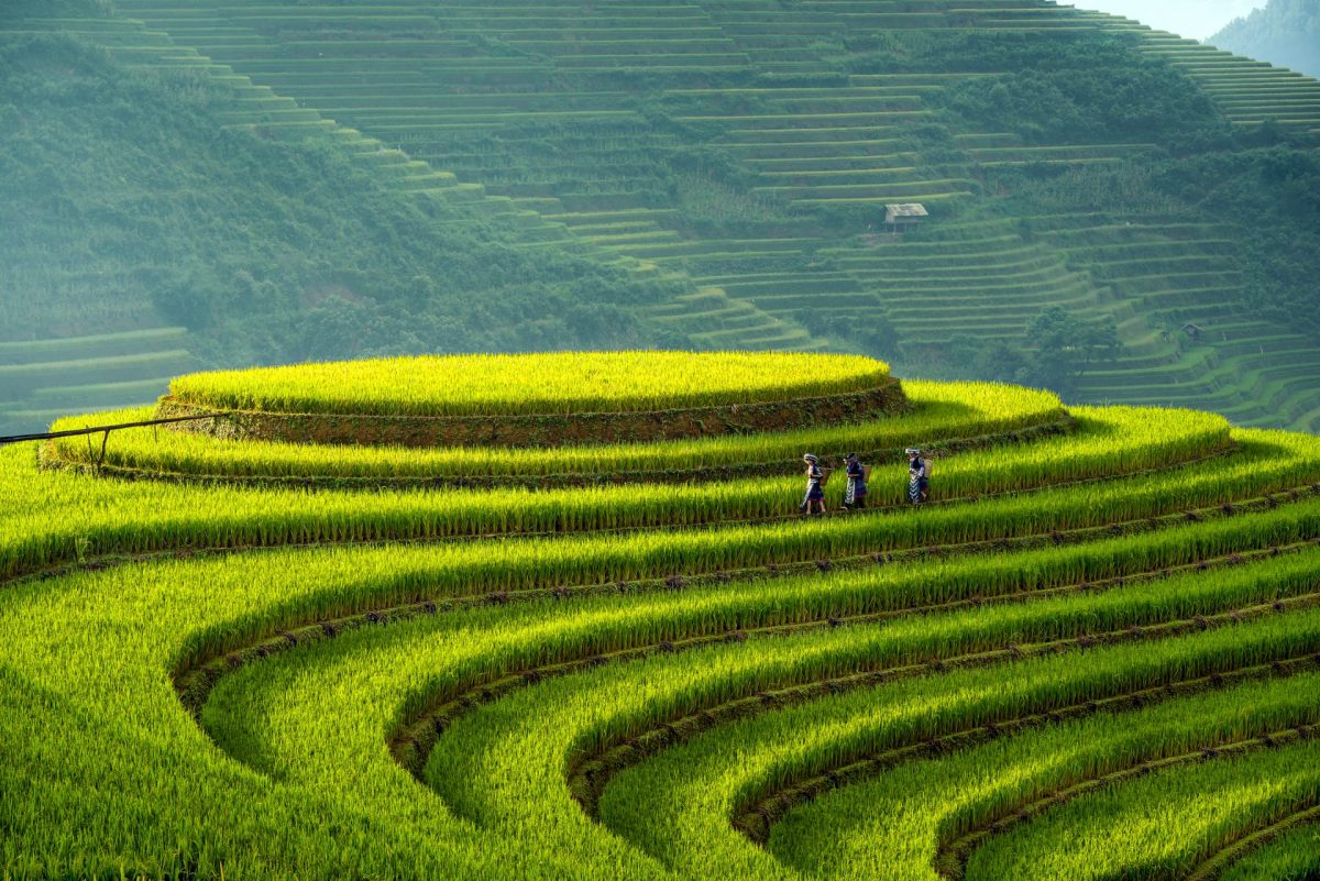 Ruộng bậc thang La Pán Tẩn được UNESCO ghi danh là Di sản thế giới.