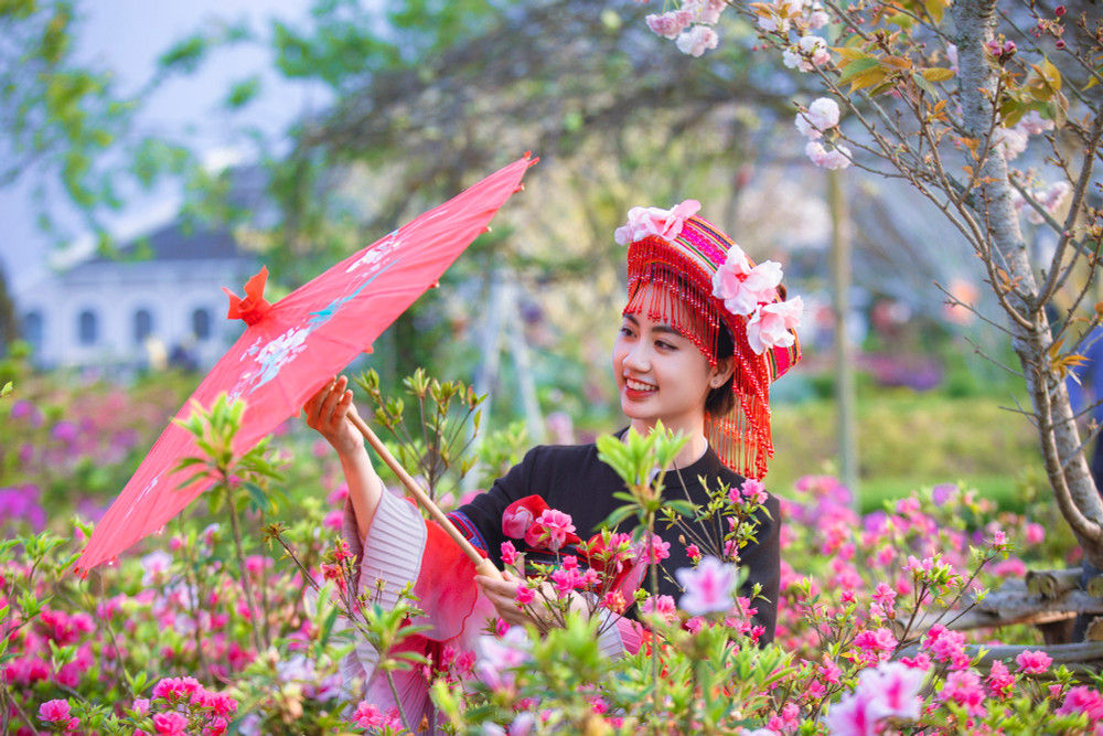 Sắc màu rực rỡ tại vườn hồng Fansipan.